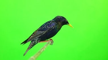 yükselen Avrupa Starling (Sturnus vulgaris) yeşil bir ekran üzerinde atış studio izole