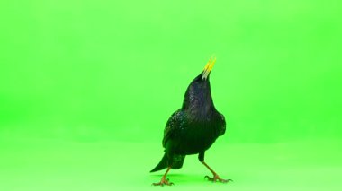 yükselen Avrupa Starling (Sturnus vulgaris) yeşil bir ekran üzerinde atış studio izole