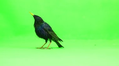 yükselen Avrupa Starling (Sturnus vulgaris) yeşil bir ekran üzerinde atış studio izole
