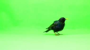 yükselen Avrupa Starling (Sturnus vulgaris) yeşil bir ekran üzerinde atış studio izole