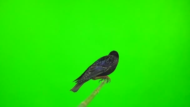 Szárnyaló Európai Starling Sturnus Vulgaris Egy Zöld Képernyő Elszigetelt Lassú — Stock videók