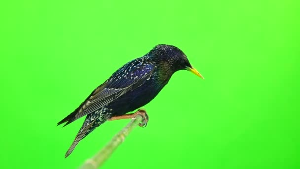 planant European Starling (Sturnus vulgaris) isolé sur un écran vert, plan studio 