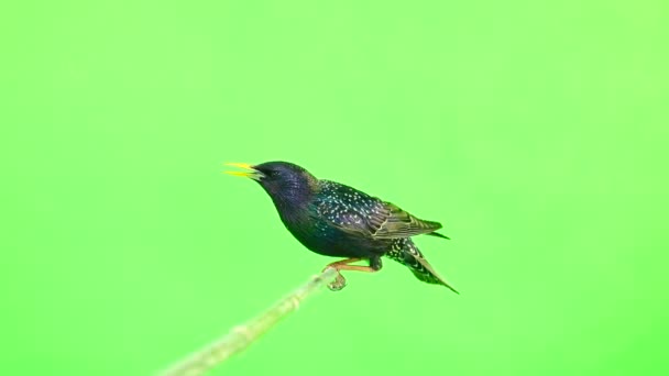 Prudce Evropské Špaček Sturnus Vulgaris Izolované Zelené Obrazovce Studio Zastřelil — Stock video