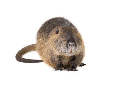 Coypu (Myocastor adatavşanları) aka nehir fare ya da eğitimin memeli hayvan beyaz bir arka plan üzerinde izole.