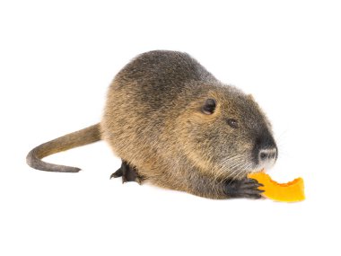 Kabak coypu (Myocastor adatavşanları) aka beyaz bir arka plan üzerinde nehir fare ya da eğitimin memeli hayvan izole yiyor