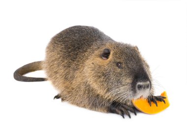 Kabak coypu (Myocastor adatavşanları) aka beyaz bir arka plan üzerinde nehir fare ya da eğitimin memeli hayvan izole yiyor