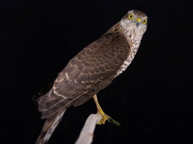 siyah bir arka plan üzerinde izole Şahin