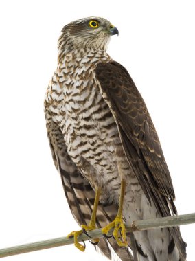 Stüdyo vurdu, beyaz bir arka plan izole şahin