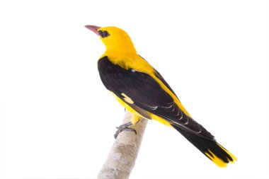 Meraklı Avrasya beyaz bir arka plan üzerinde izole sarıasma (Oriolus oriolus)