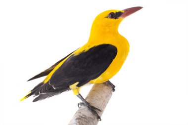 Meraklı Avrasya beyaz bir arka plan üzerinde izole sarıasma (Oriolus oriolus)
