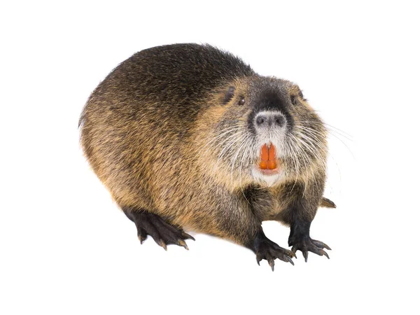 Coypu (Myocastor adatavşanları) aka nehir fare ya da eğitimin memeli hayvan beyaz bir arka plan üzerinde izole.
