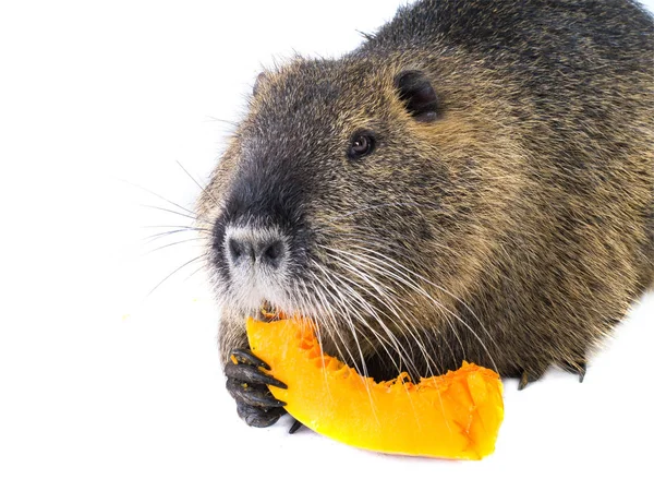 Kabak coypu (Myocastor adatavşanları) aka beyaz bir arka plan üzerinde nehir fare ya da eğitimin memeli hayvan izole yiyor