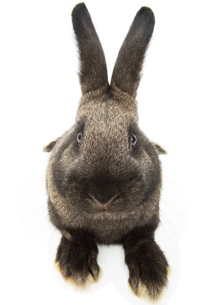 Kaninchen Verzerrt Durch Eine Weitwinkel Nahaufnahme Auf Weißem Hintergrund — Stockfoto