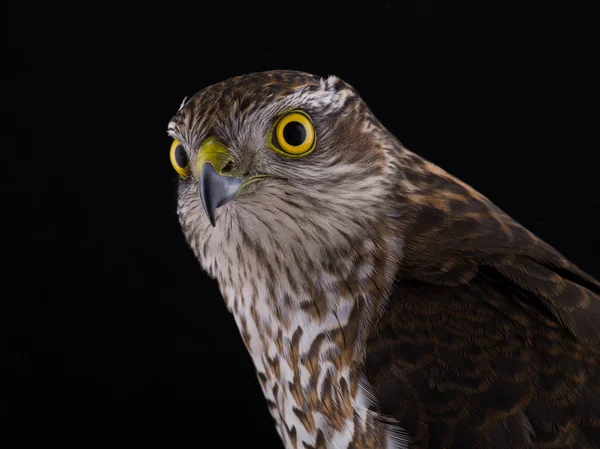 Falcon Geïsoleerd Een Zwarte Achtergrond — Stockfoto