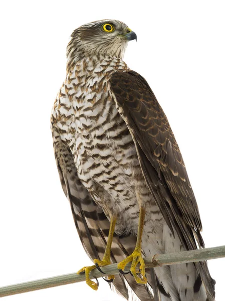 Stüdyo vurdu, beyaz bir arka plan izole şahin