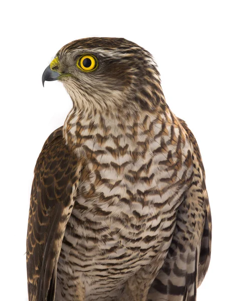 Portarait Falcon Isolerad Vit Bakgrund — Stockfoto