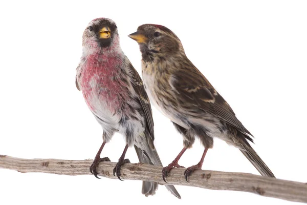Twocommon Redpoll Acanthis Flammea 배경에 — 스톡 사진