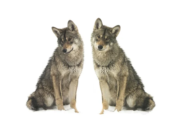 Twee Grijze Wolf Canis Lupus Geïsoleerd Sneeuw Een Witte Achtergrond — Stockfoto