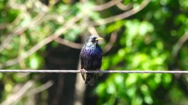 bir şarkı starling bahar