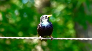 bir şarkı starling bahar