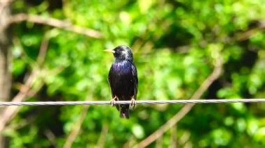 bir şarkı starling bahar