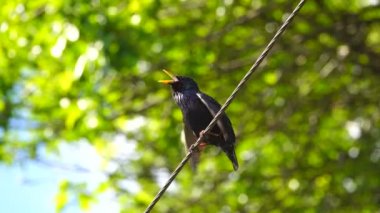 bir şarkı starling bahar