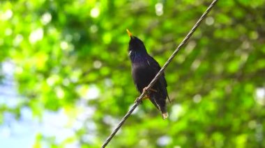 bir şarkı starling bahar