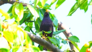 bir şarkı starling bahar