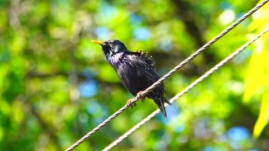 bir şarkı starling bahar