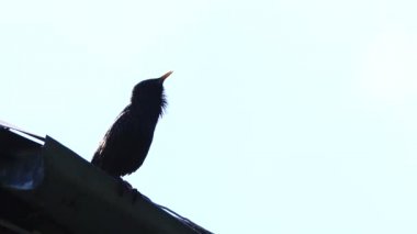 bir şarkı starling bahar