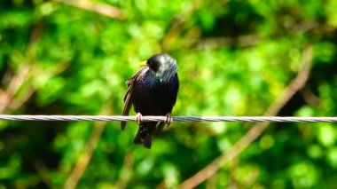 bir şarkı starling bahar