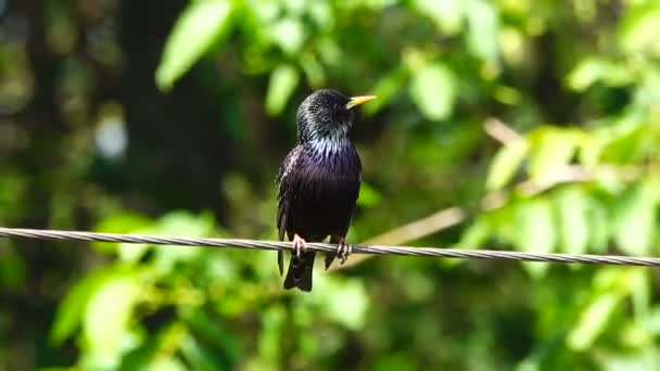 Bir Şarkı Starling Bahar — Stok video