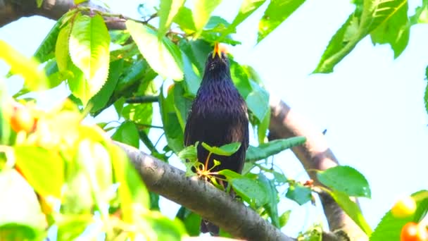 Singing Starling Spring — Stock Video