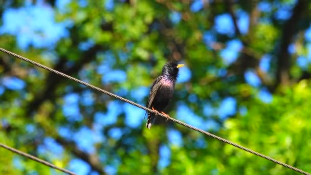 Singing Starling Spring — Stock Video