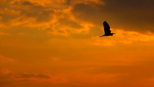 Gray Heron Vliegt Achtergrond Van Zon Geluid — Stockvideo