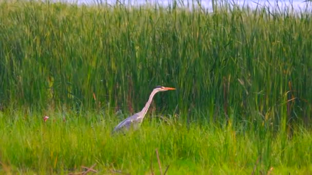 Garza Gris Orilla Del Río Sonido — Vídeos de Stock