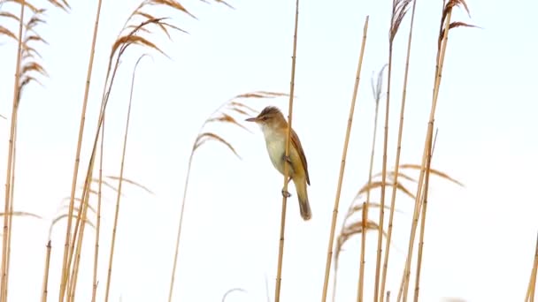 Marsh Warbler Canta Perto Seu Ninho Som — Vídeo de Stock