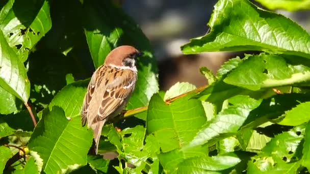 Moineau Sur Fond Vert Dans Jardin Son — Video