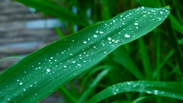 Gotas Agua Después Lluvia Con Pájaros Cantando — Vídeo de stock