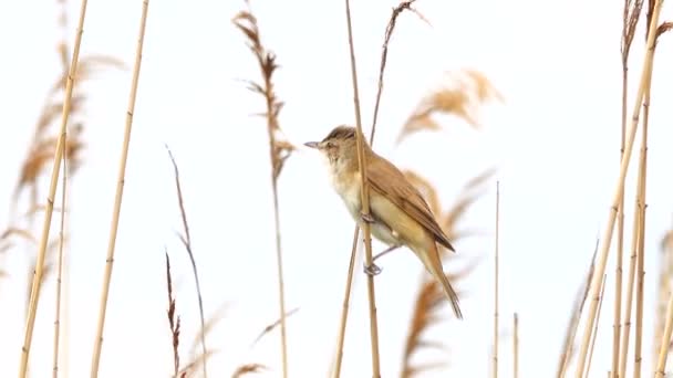 Marsh Warbler Canta Perto Seu Ninho Som — Vídeo de Stock