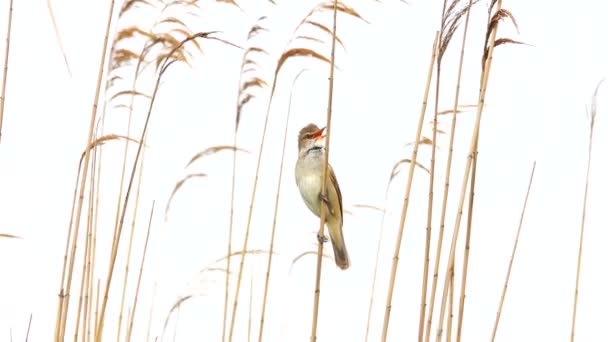 Marsh Warbler Canta Perto Seu Ninho Som — Vídeo de Stock