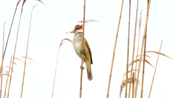 Marsh Warbler Canta Perto Seu Ninho Som — Vídeo de Stock