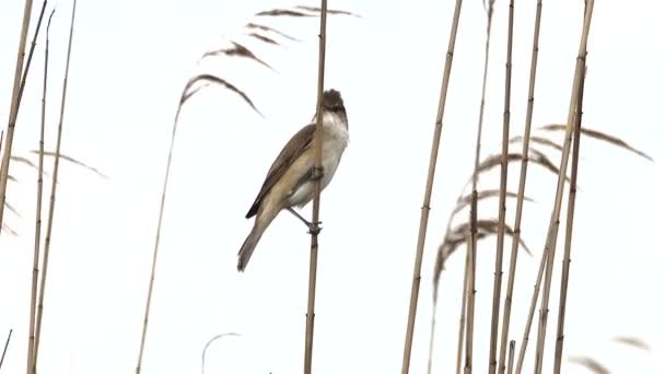 Marsh Warbler Canta Perto Seu Ninho Som — Vídeo de Stock