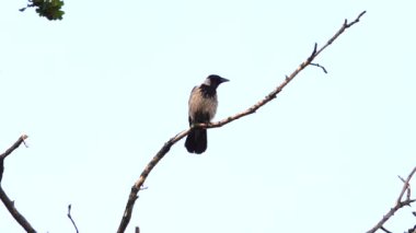 bir karga dal bir tehlike keşfetti