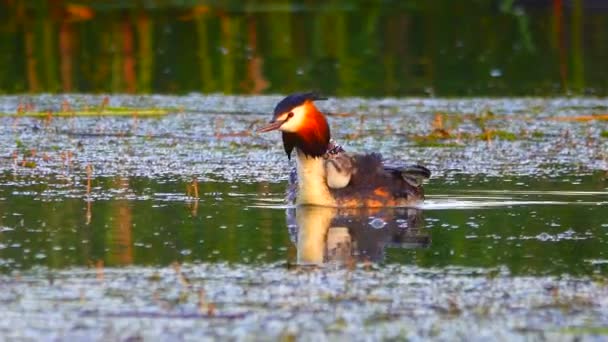 Gran Pato Patito Lago Sonido — Vídeos de Stock