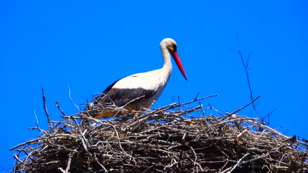 コウノトリの巣には 青色の背景に分離されます — ストック動画