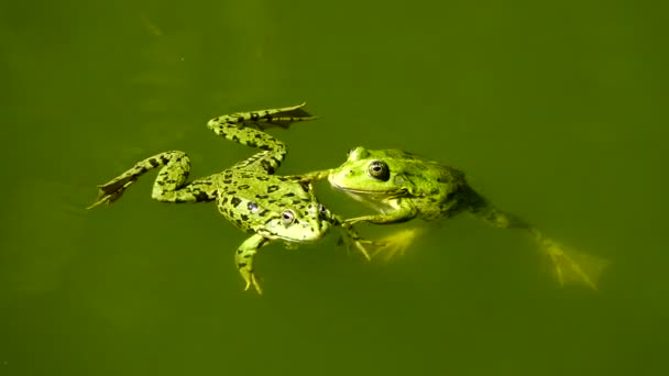 Frosch Auf Dem See Klang — Stockvideo