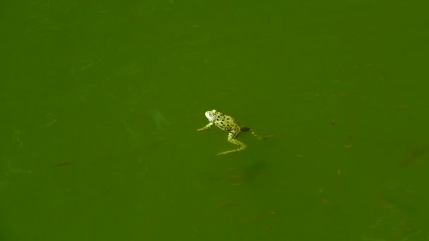 Βάτραχος Πάνω Στη Λίμνη Ήχος Ήχος — Αρχείο Βίντεο