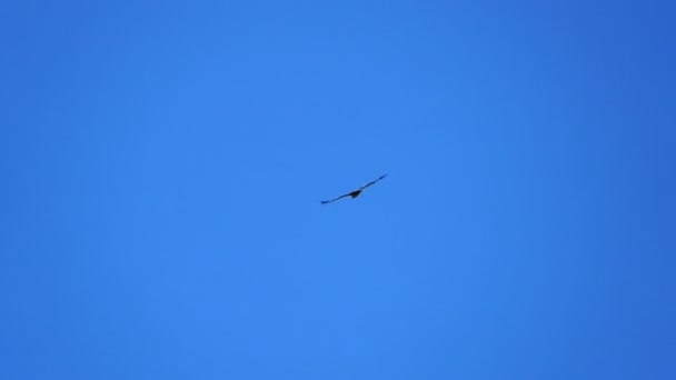 Águila Voladora Sobre Fondo Azul Sonido — Vídeos de Stock