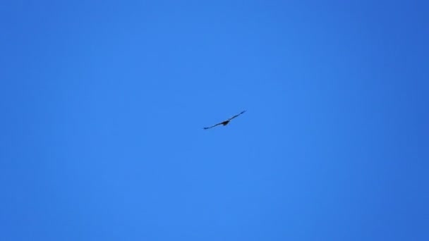 aigle volant sur fond bleu. son 